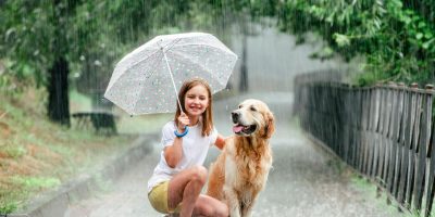 cão na chuva