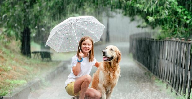 cão na chuva