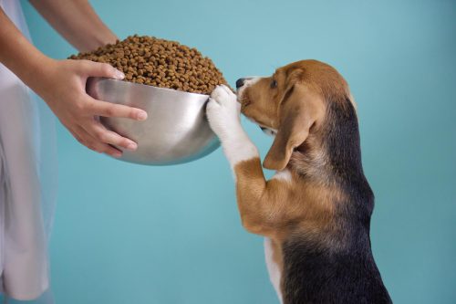 PESSOA FORNECENDO RAÇÃO PARA CACHORRO
