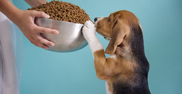 PESSOA FORNECENDO RAÇÃO PARA CACHORRO