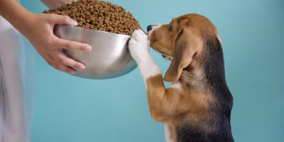 CBNA obtém reconhecimento para conceder título de especialista em nutrição de cães e gatos