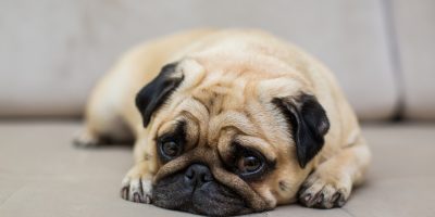pug deitado