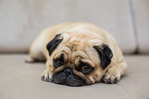 pug deitado