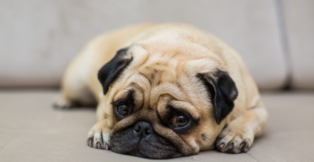pug deitado