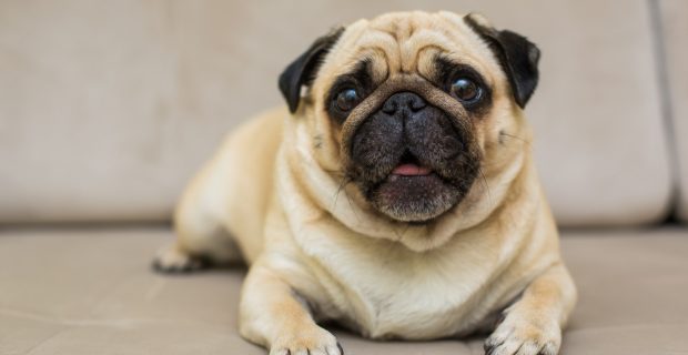 foto-pug
