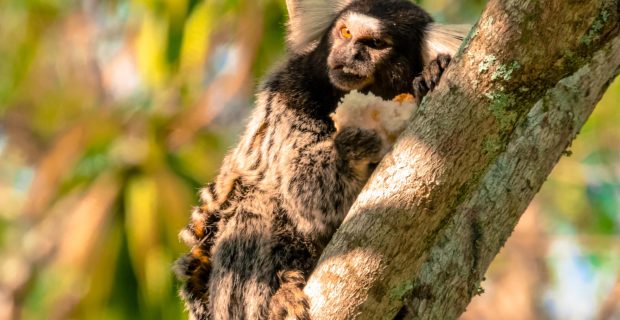 Novo caso de raiva humana por interação com saguis é registrado