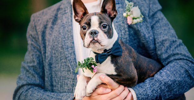 cachorro em casamento sendo segurado pelo noivo