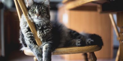 Gatificação de ambientes tornar sua casa ainda mais aconchegante para os gatos