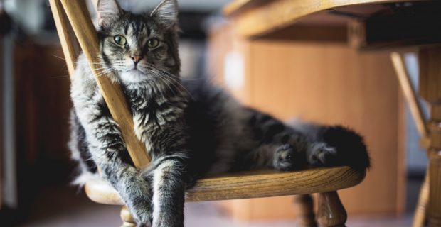 Gatificação de ambientes tornar sua casa ainda mais aconchegante para os gatos