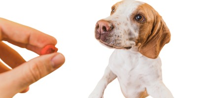 Dia Mundial de Conscientização sobre Parasitas reforça prevenção contínua para proteger cães, gatos e responsáveis