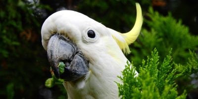 cacatua