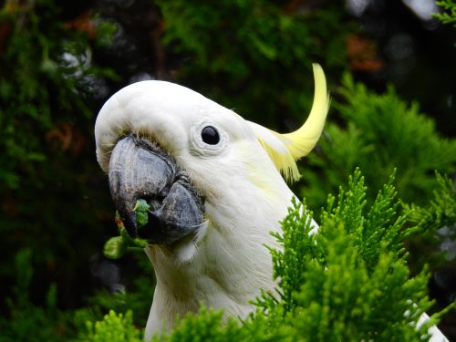 cacatua
