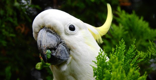 cacatua