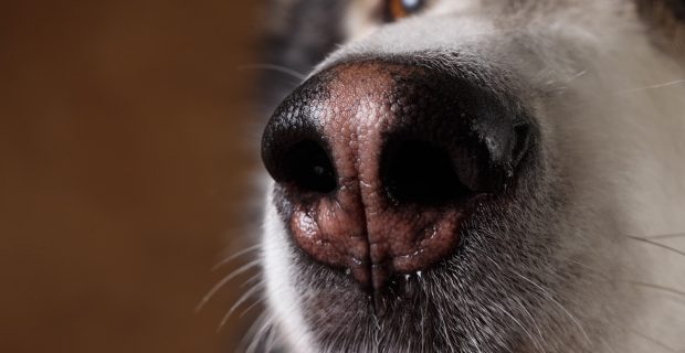 cachorro gripado