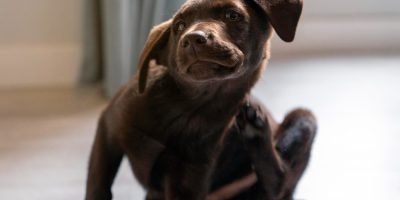 cachorro marrom se coçando
