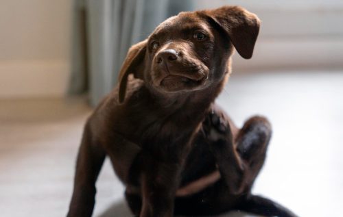 cachorro marrom se coçando