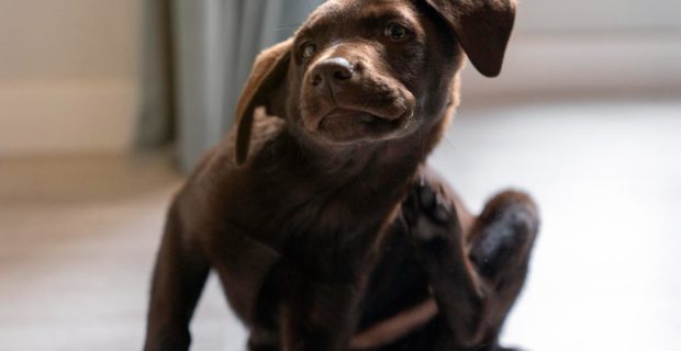 cachorro marrom se coçando