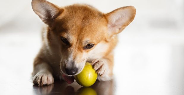 cachorro limão