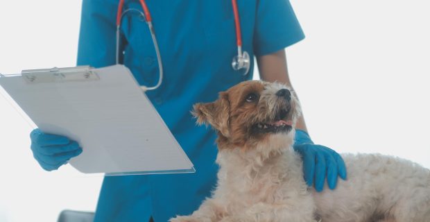 cachorro na médica