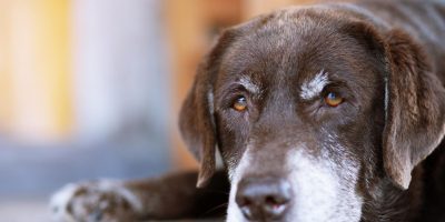 cão idoso