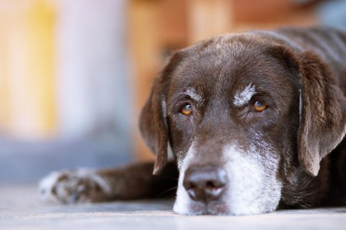 cão idoso