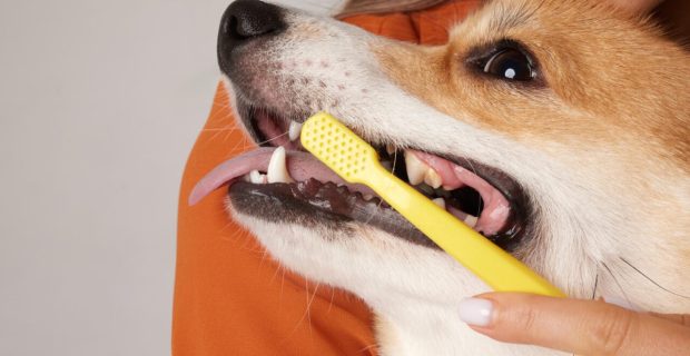dentes.jpg