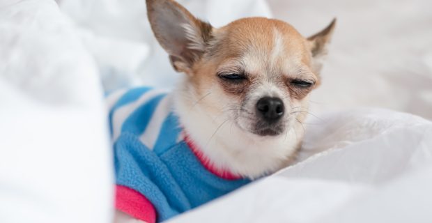 cachorro gripado