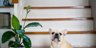 cachorro e planta