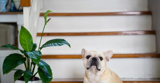 cachorro e planta
