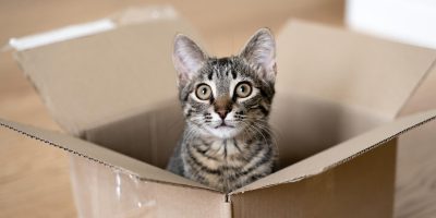 Caixas de papelão podem promover a saúde física e mental dos gatos 