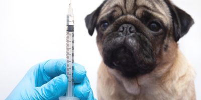Diabetes em pets: Como prevenir e tratar o problema?