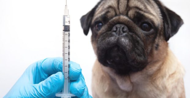 Diabetes em pets: Como prevenir e tratar o problema?