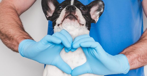 Esclareça dúvidas sobre a doação de sangue para cães e gatos
