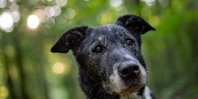 Aprenda a reconhecer os sinais de envelhecimento em pets