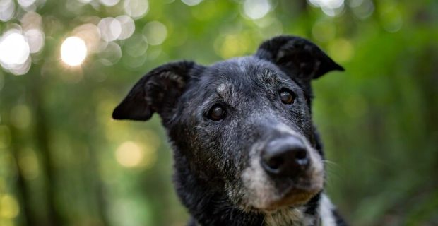 Aprenda a reconhecer os sinais de envelhecimento em pets