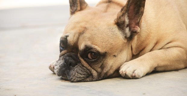 cachorro triste