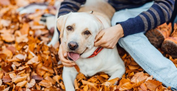 Profissionais comentam cuidados essenciais para manter seu pet saudável no outono