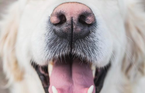 Com quantos anos o cão perde os dentes na velhice?