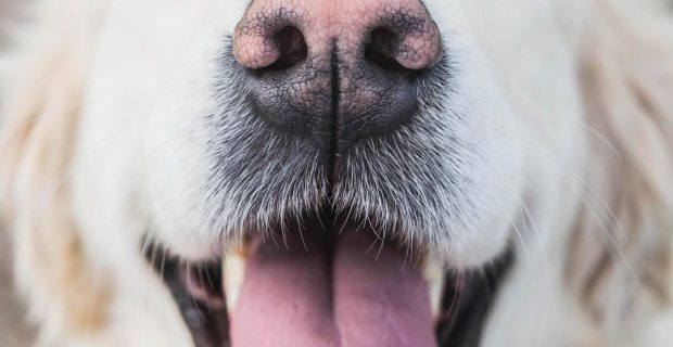 Com quantos anos o cão perde os dentes na velhice?
