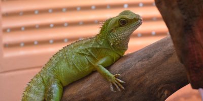 foto-iguana