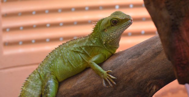 foto-iguana