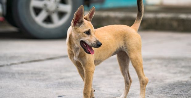 Quase 5 milhões de pets estão em situação de vulnerabilidade no Brasil
