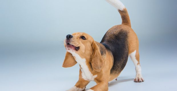 cachorro animado