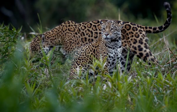 Onça-pintada Miranda, que sobreviveu aos incêndios do Pantanal, dá a luz onças pintadas em meio a natureza