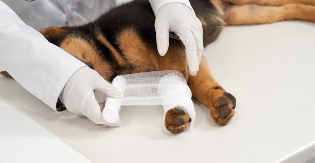 cão veterinpario