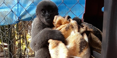 macaco.jpg