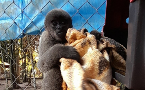 macaco.jpg