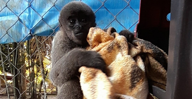 macaco.jpg