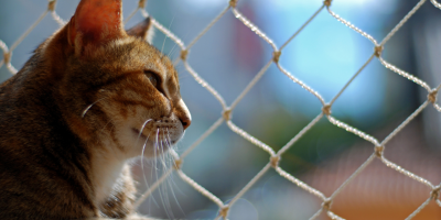 gato-janela.jpg