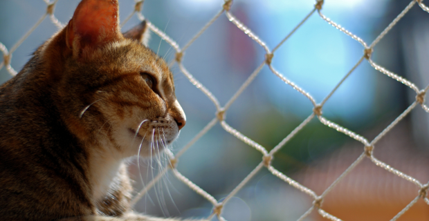 gato-janela.jpg